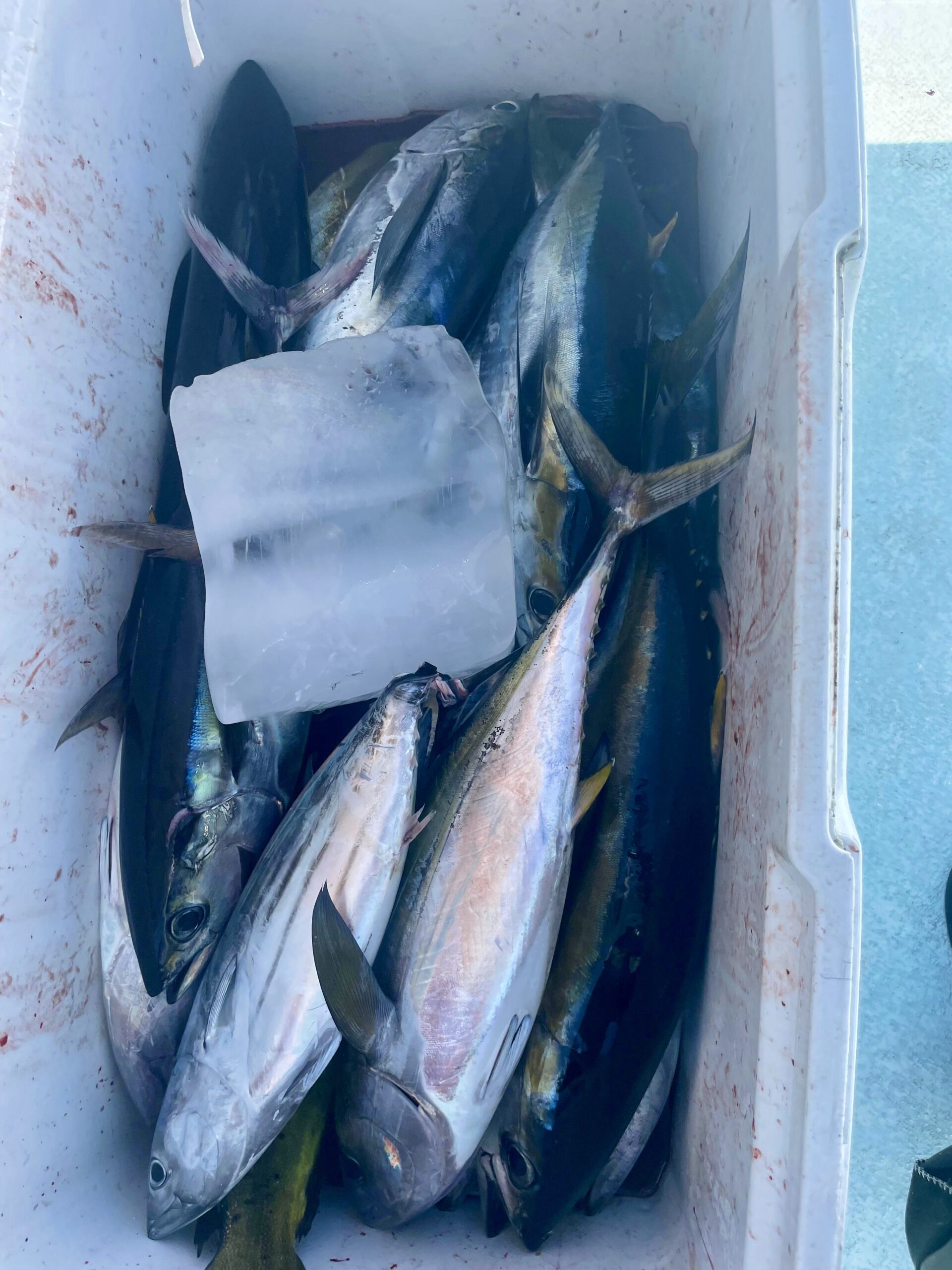Yellowfin tuna on ice and fresh mahi mahi ready for dinner — Puerto Los Cabos Marina
