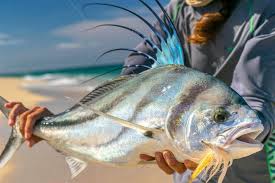 Roosterfish caught on fly fishing gear in Baja California Sur, near East Cape