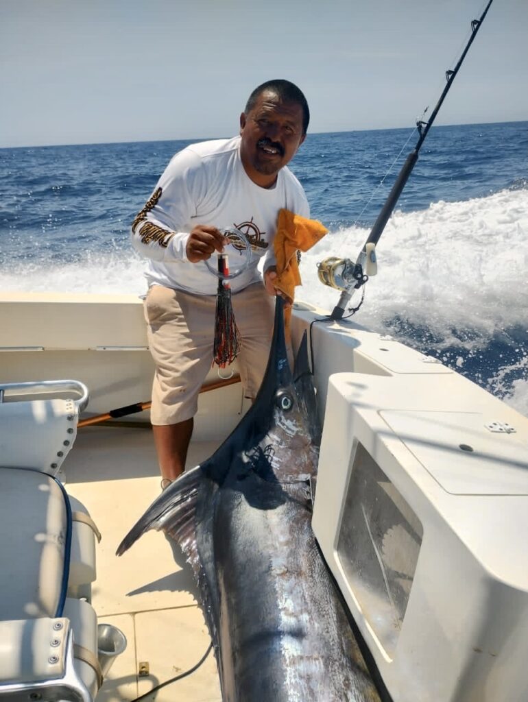 Blue marlin caught and released near Gordo Banks with Daliken Sportfishing team
