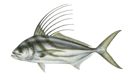 Roosterfish