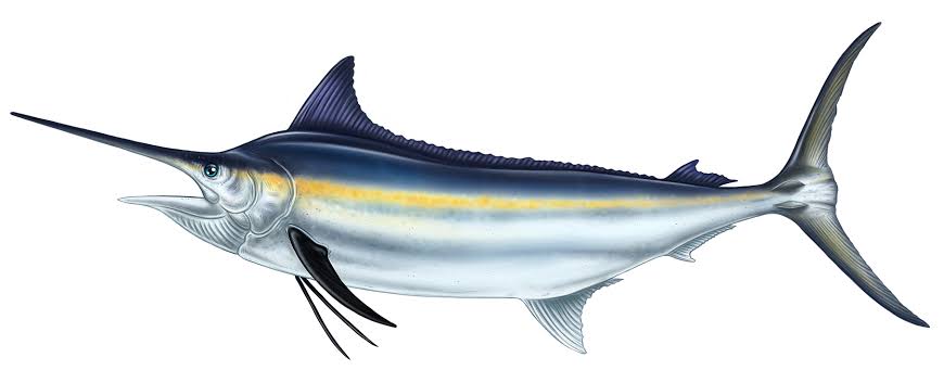 Black Marlin fought offshore Los Cabos with Daliken Sportfishing
