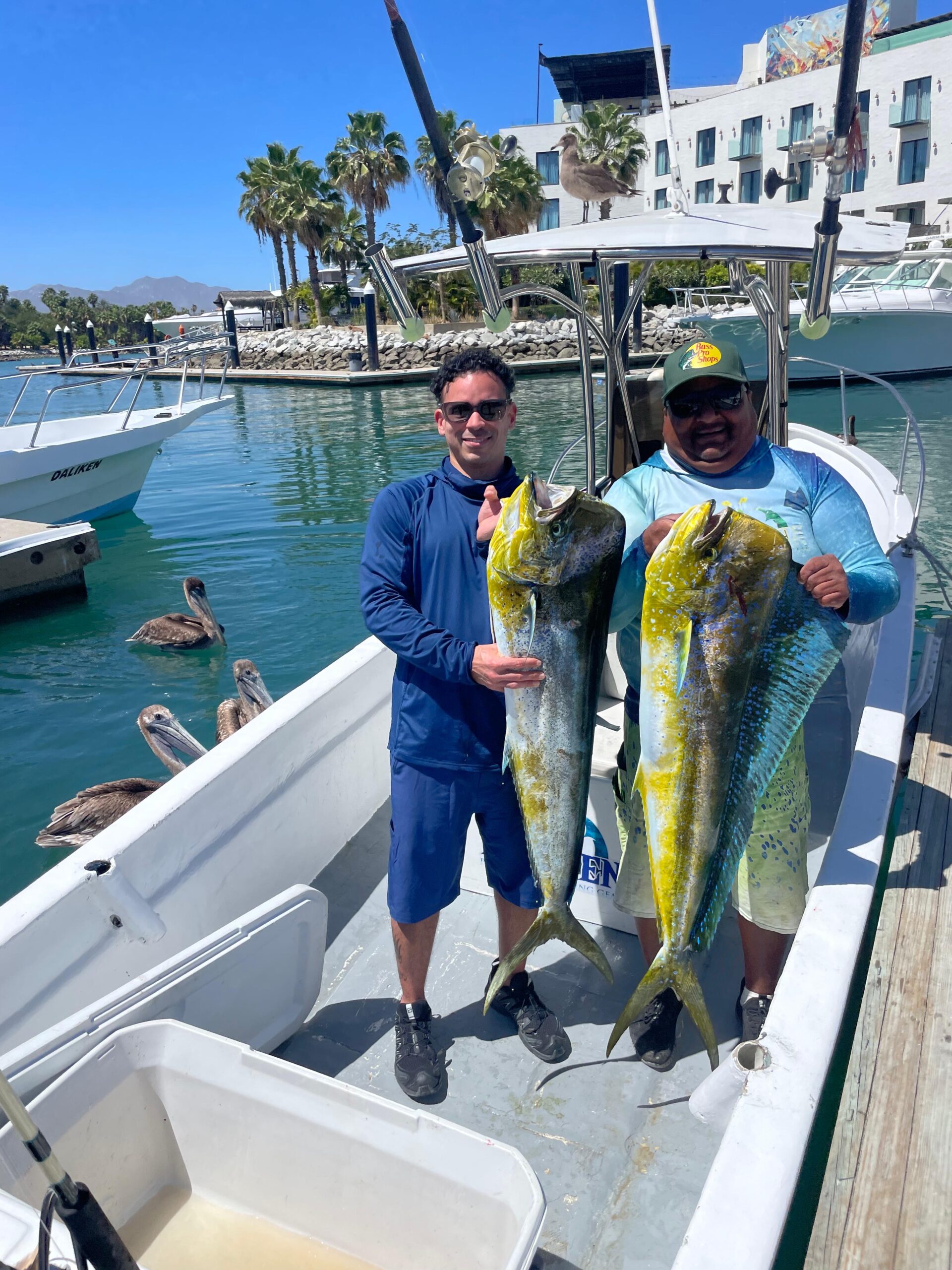Dorado mahi-mahi catch San José del Cabo — Daliken Sportfishing charter