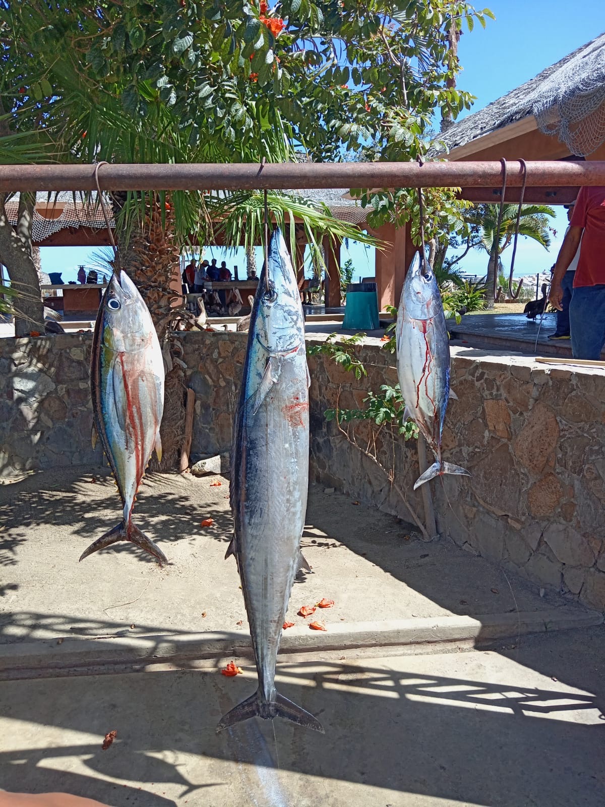 Sportfishing clients with fish in San Jose del Cabo