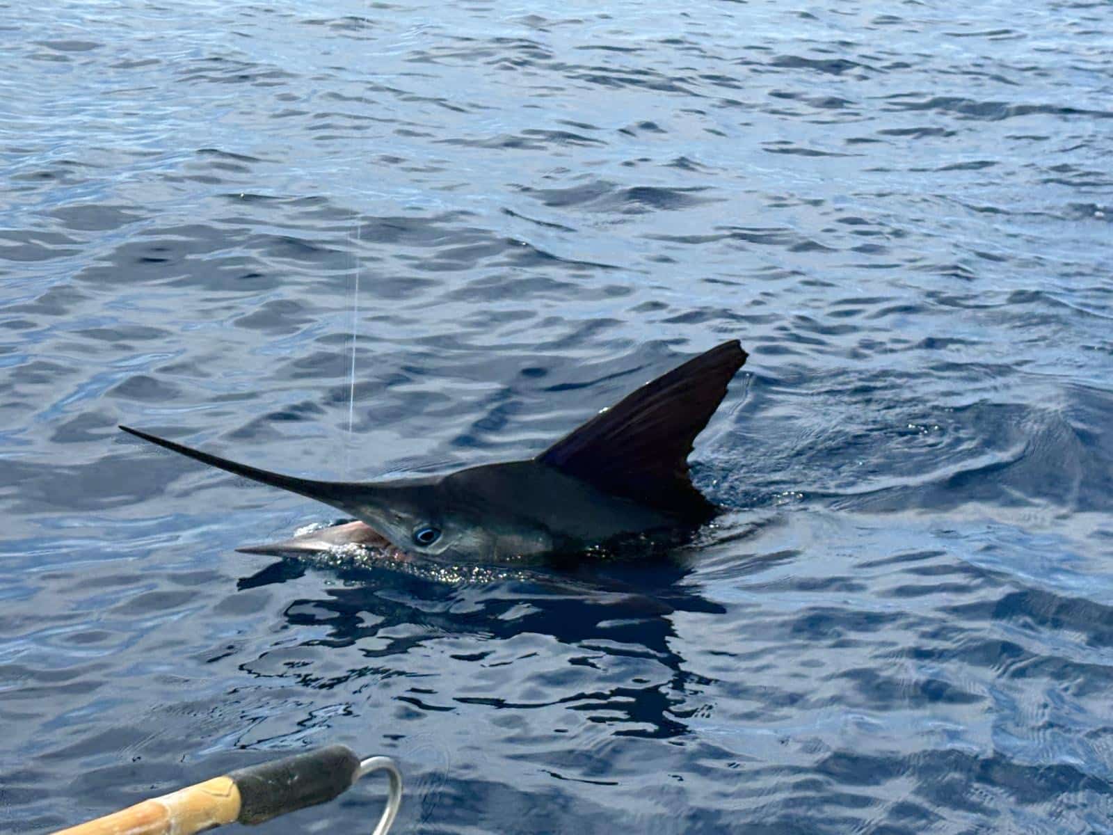 Cabo fishing report May 25 2026 sportfishing aboard Daliken Puerto Los Cabos Marina action