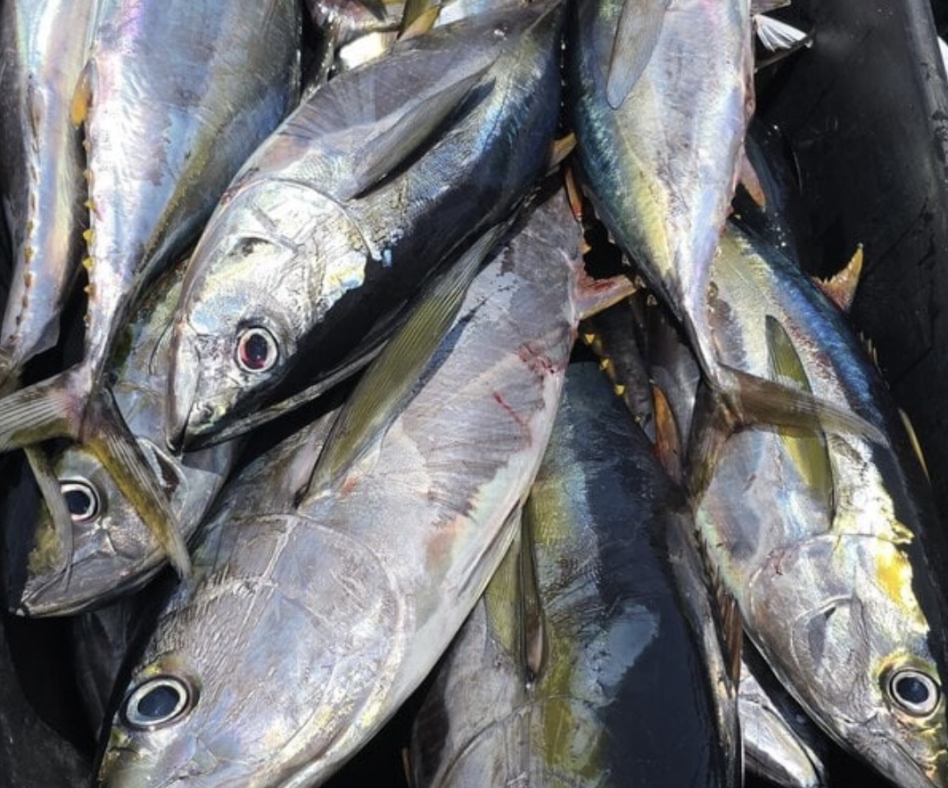 Yellowfin tuna Iman Bank May 21 2026 Daliken Sportfishing Los Cabos charter catch
