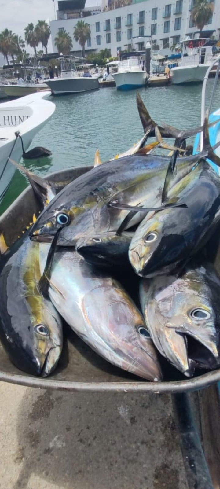 Yellowfin tuna caught with Daliken Sportfishing in San José del Cabo