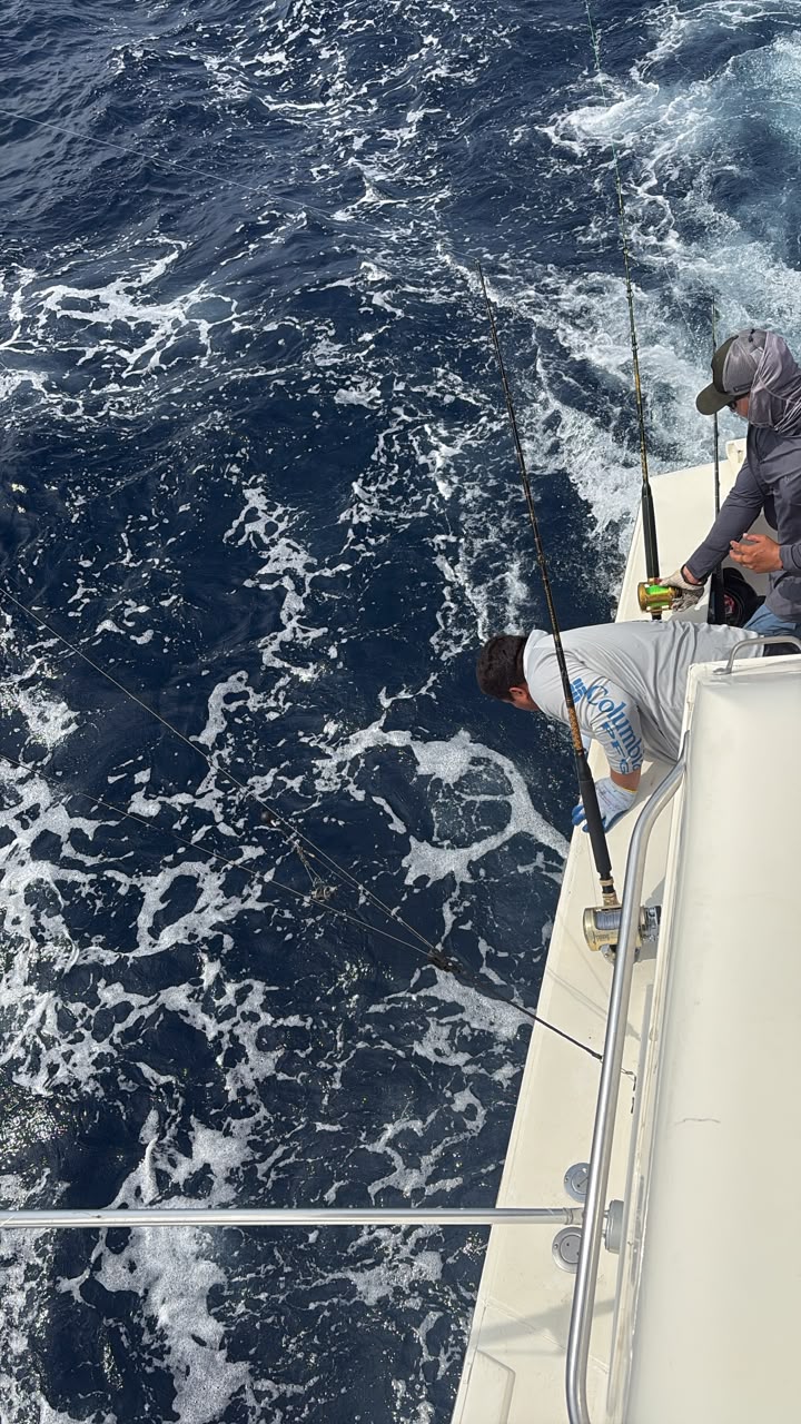 Daliken crew working the leader on a marlin at the gunwale, fish still in the water
