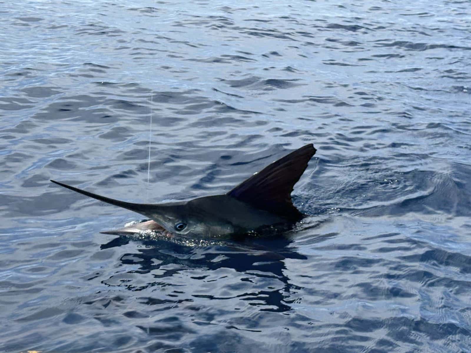A striped marlin at the surface next to the boat before release off Cabo San Lucas