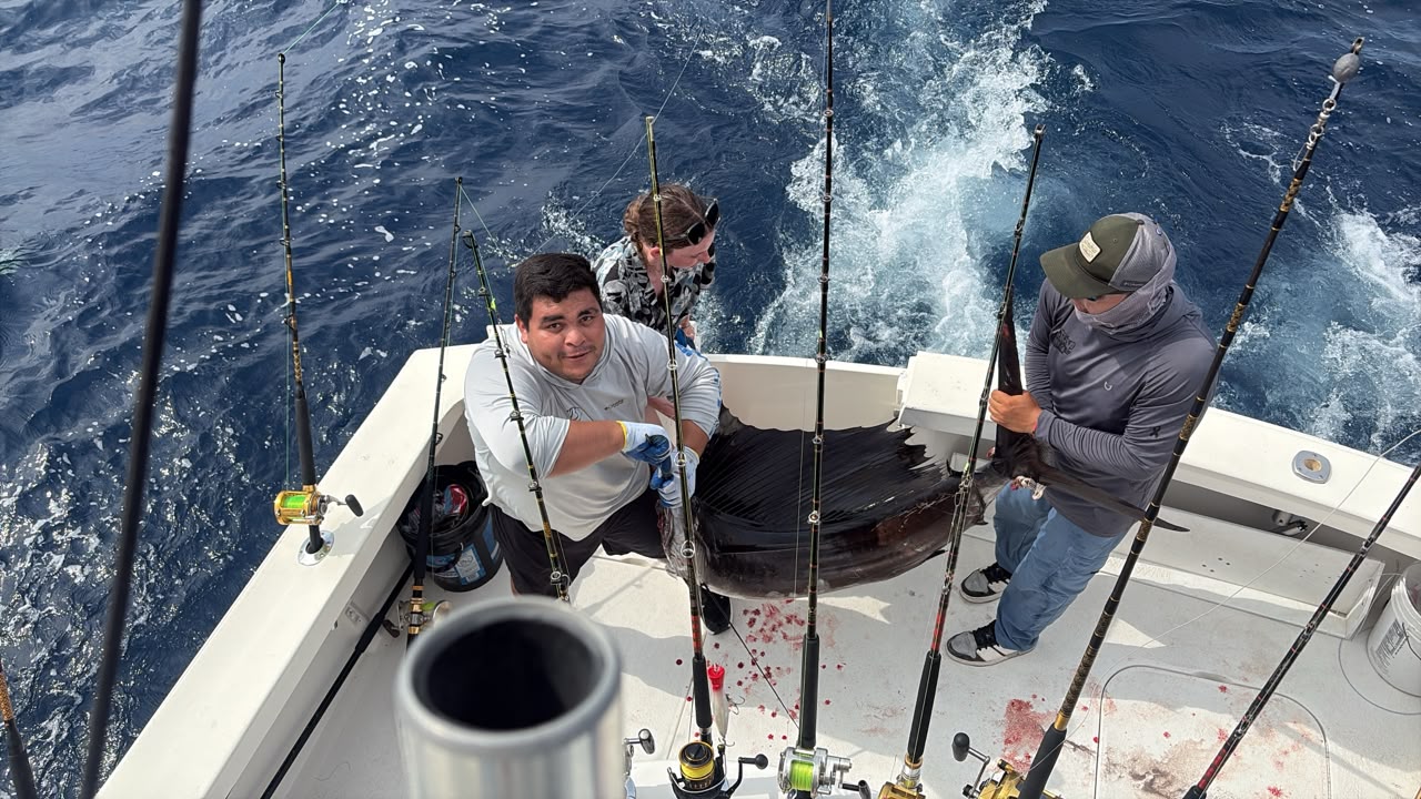 Blue marlin Iman Bank Los Cabos July 18 2026 Daliken Sportfishing San Jose del Cabo billfish