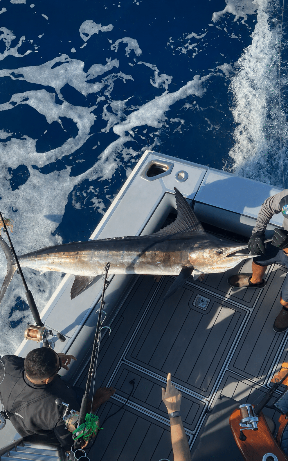 Striped marlin released Los Cabos August 9 2026 Daliken Sportfishing Puerto Los Cabos Marina