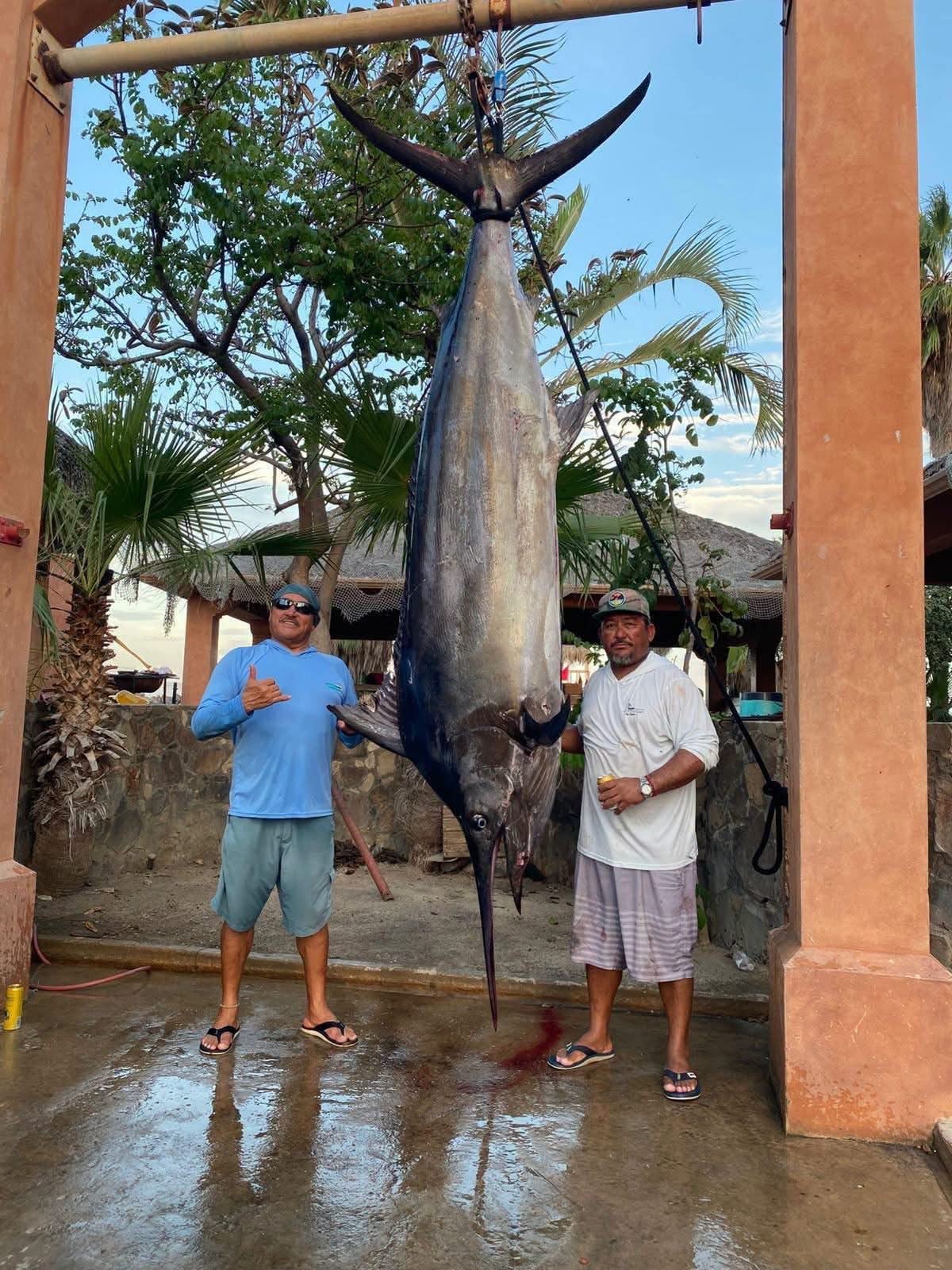 Sailfish marlin Los Cabos August 2 2026 Daliken Sportfishing billfish Puerto Los Cabos Marina