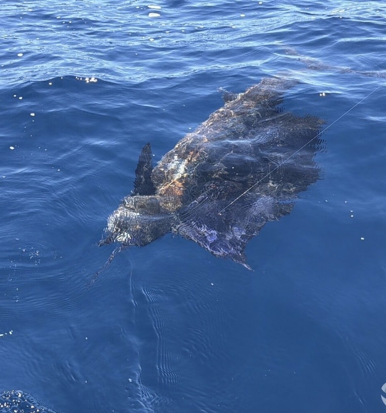 Sailfish released Los Cabos August 9 2026 Daliken Sportfishing El Cardon Iman billfish