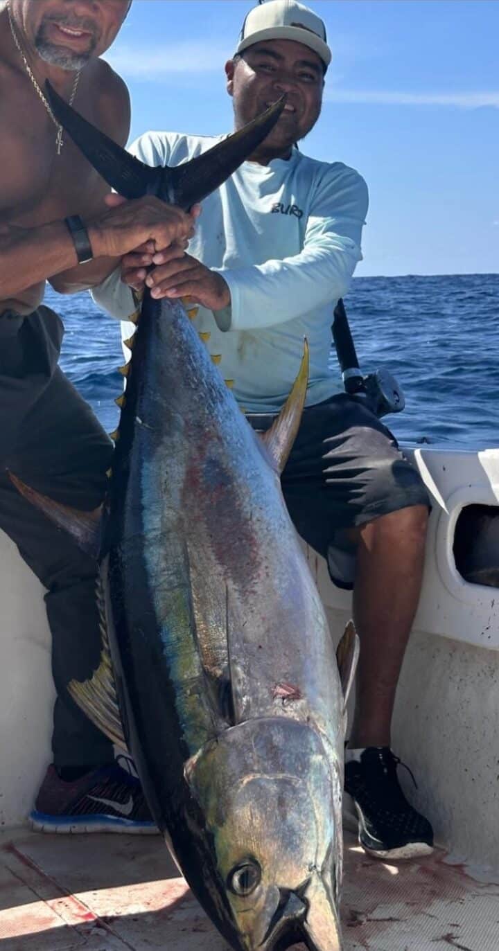 Yellowfin tuna San Luis Bank Los Cabos September 13 2026 Daliken Sportfishing Puerto Los Cabos Marina