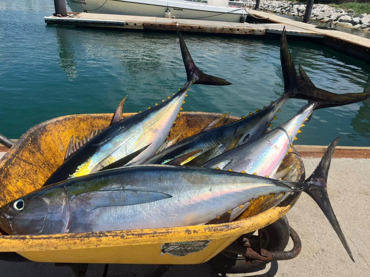 Cubera snapper El Cardon Los Cabos September 20 2026 Daliken Sportfishing San Jose del Cabo